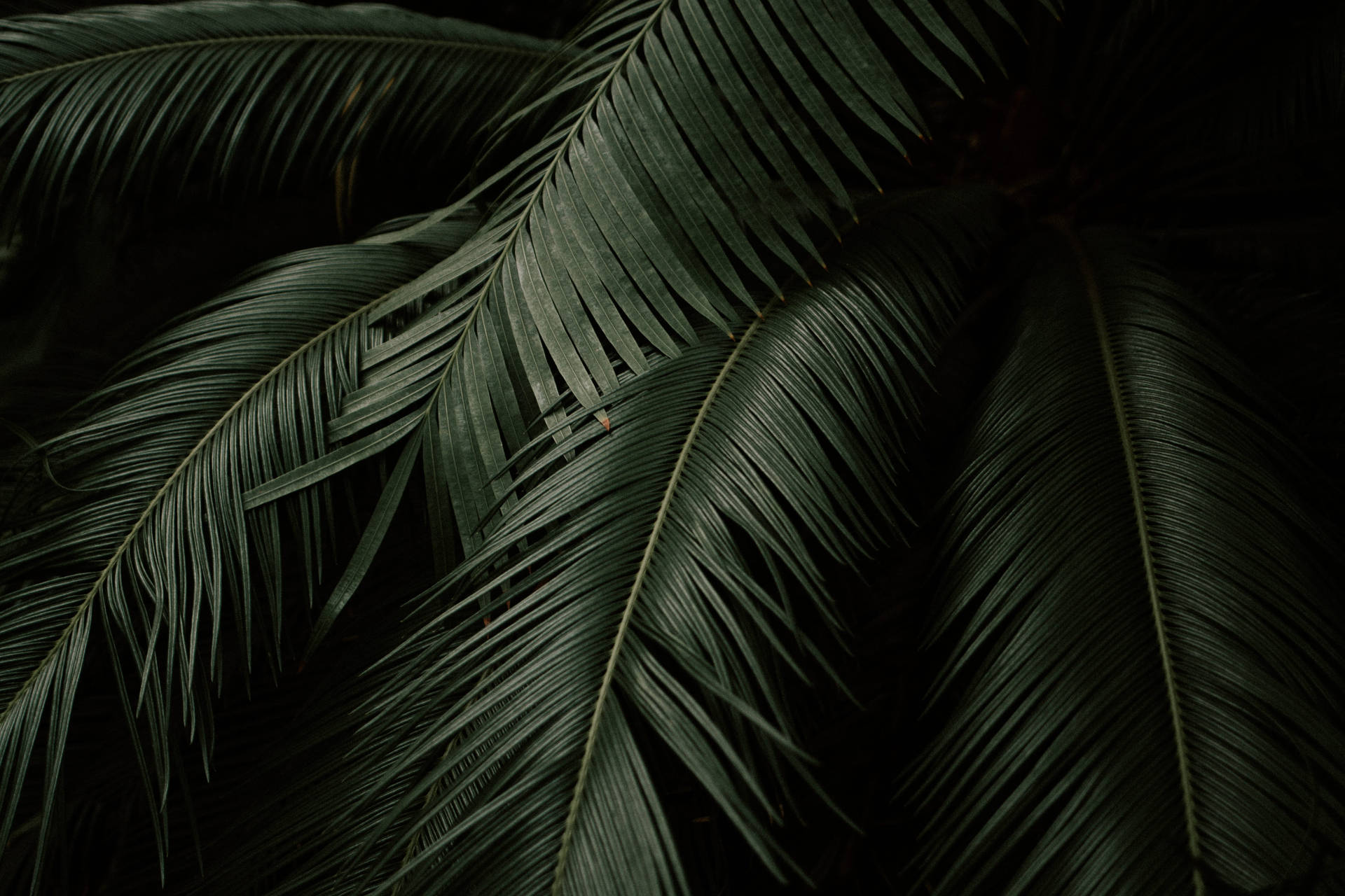 Palm Leaves Plant 4k Desktop Background