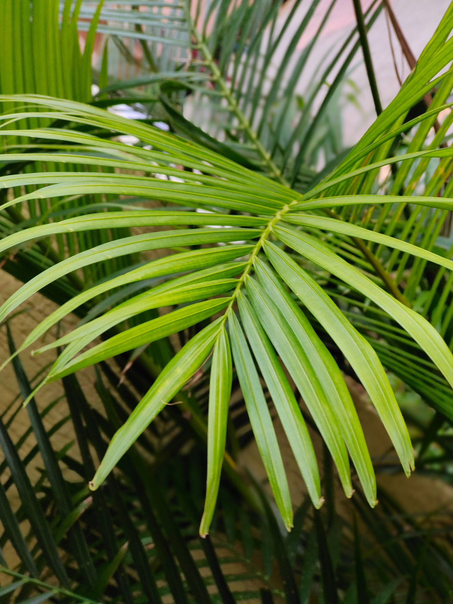 Palm Leaves Plant Æstetisk Wallpaper