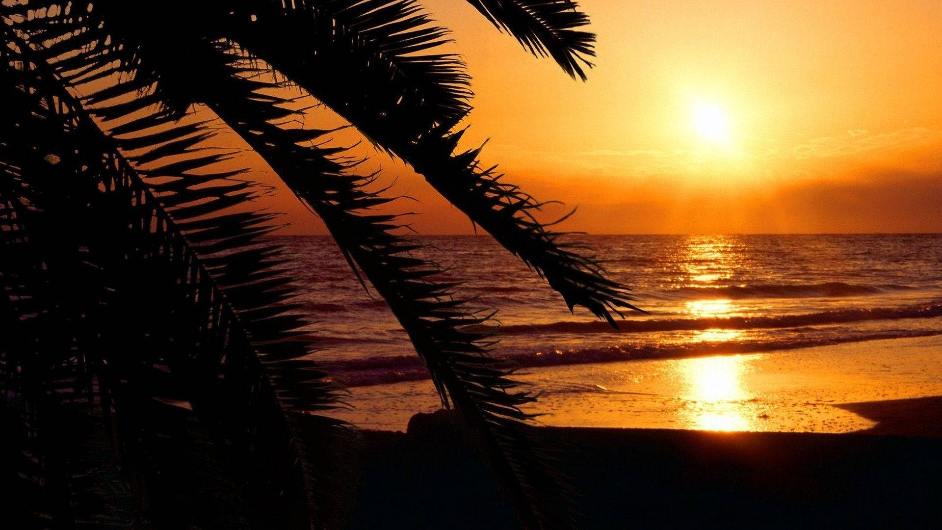 Palm Leaves Silhouette Aesthetic Sunset Wallpaper