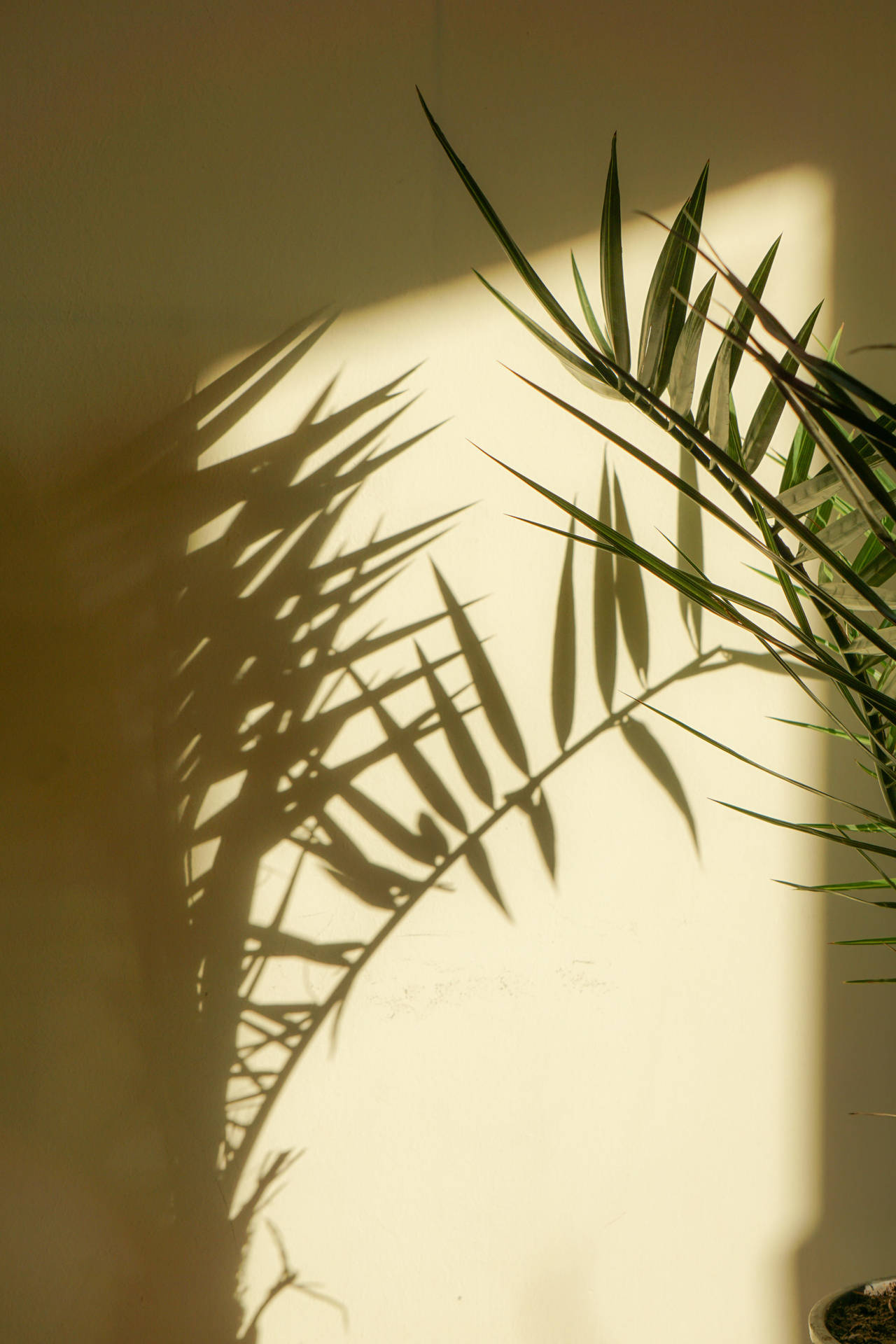Palm Shadow Växt Estetiska Wallpaper