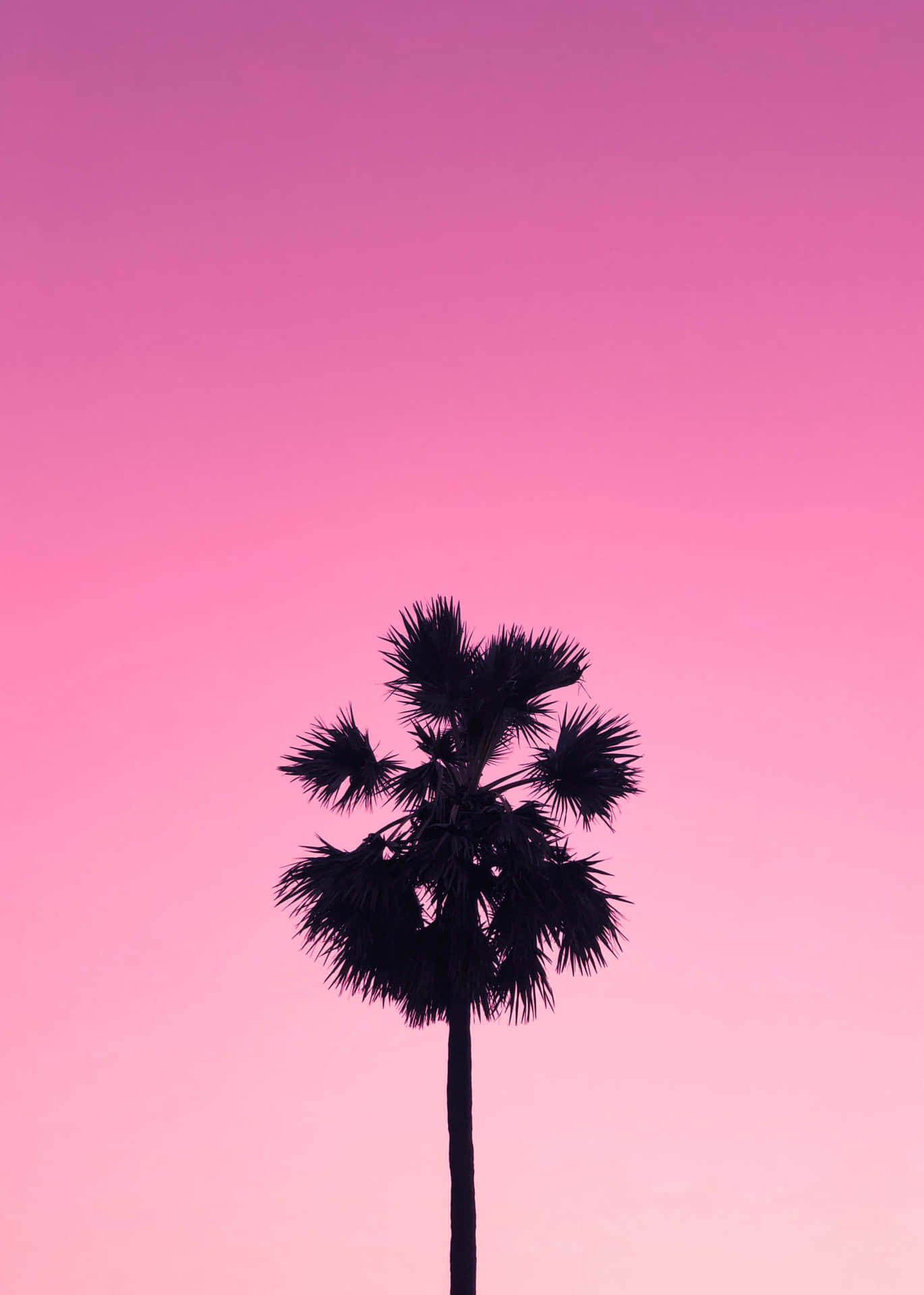 Palm Silhouette Pink Sky Wallpaper