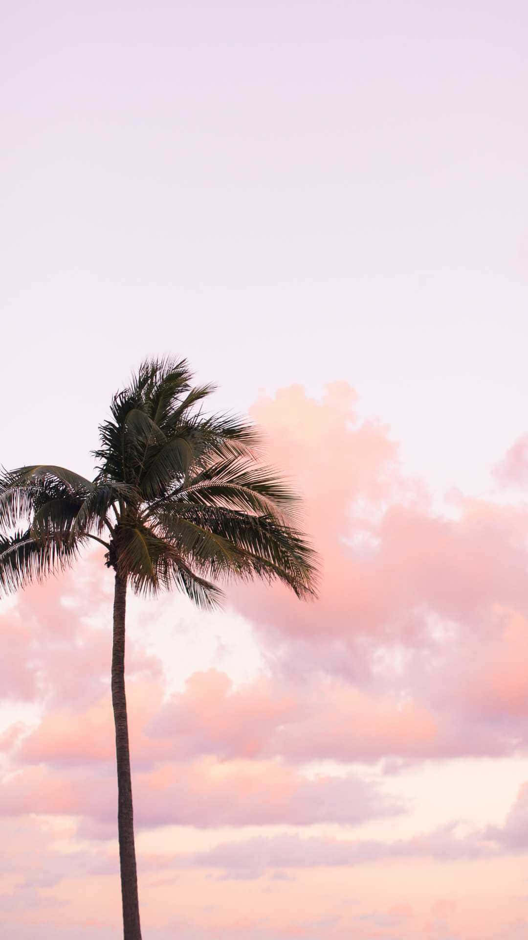 Palm Silhouette Pink Sunset Sky Wallpaper