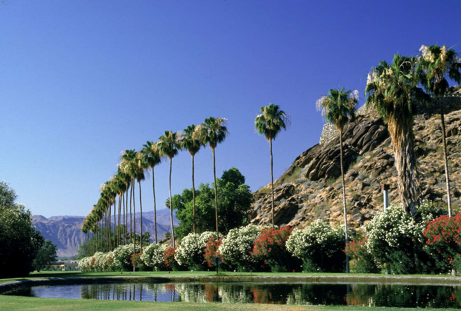 Palmsprings O'donnell Golf Club: Palm Springs O'donnell Golf Club. Wallpaper