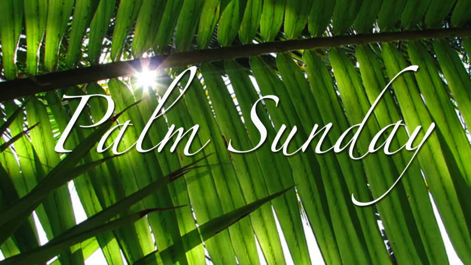 Simple Palm Sunday Text Background