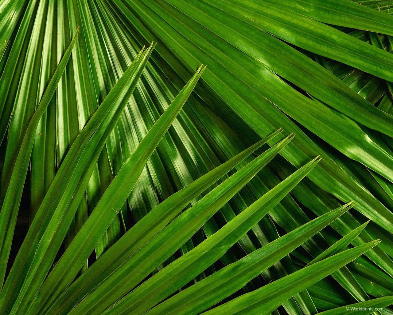 Plain Palm Leaves Photography For Palm Sunday Background