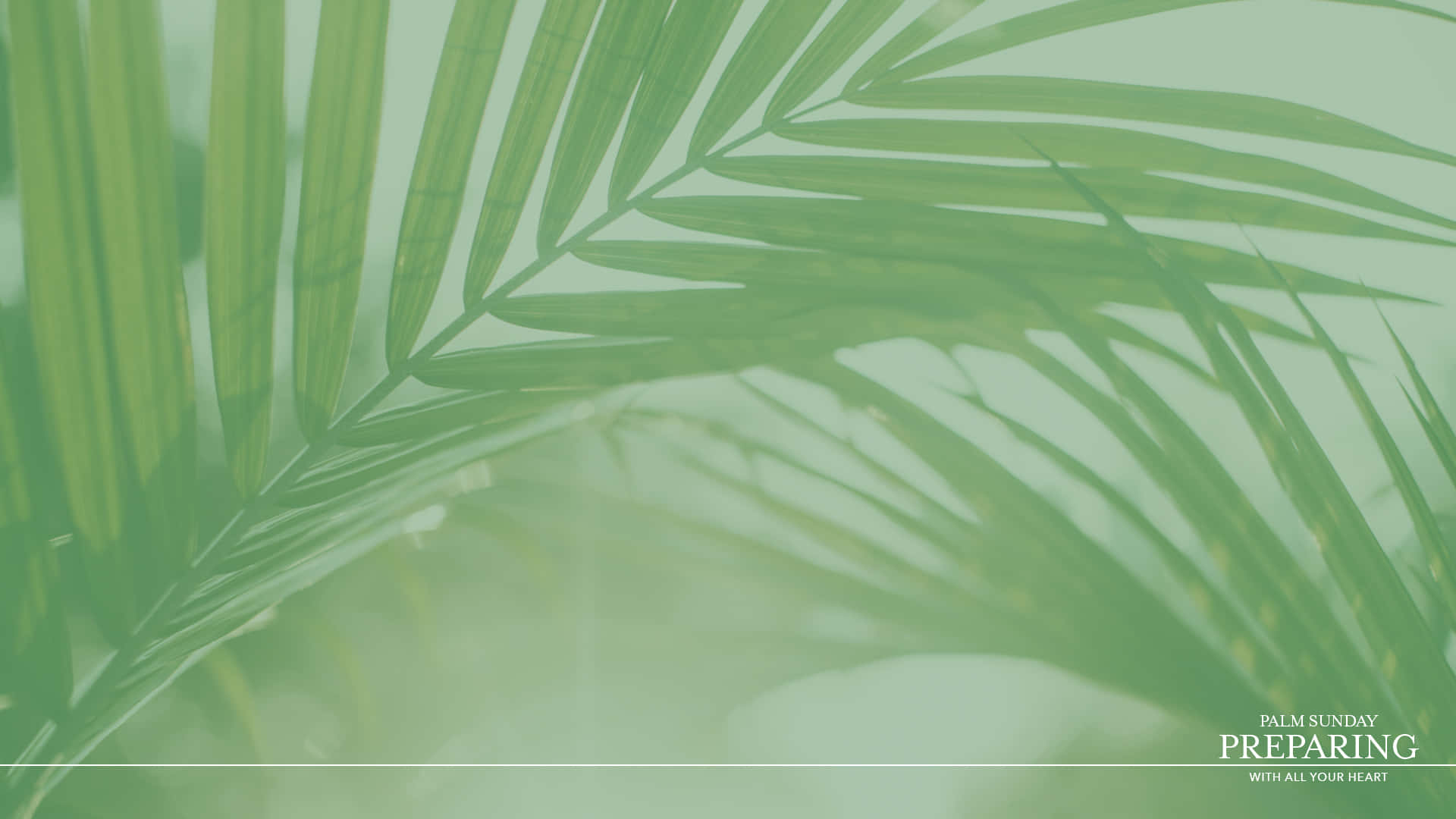 Foggy Palm Leaves For Palm Sunday Background