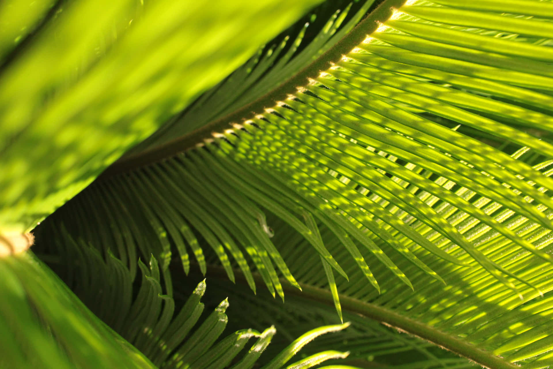 Green Coconut Tree Leaves For Palm Sunday Background