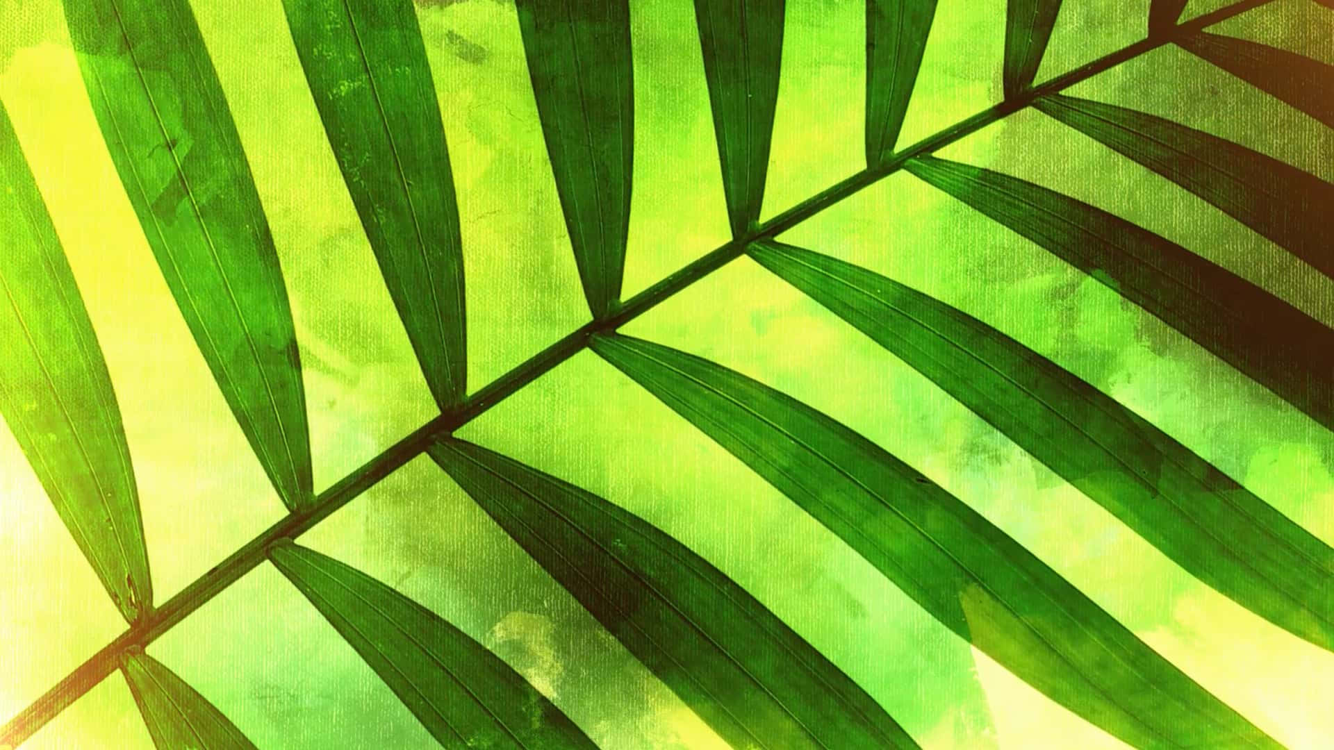 Pleasing Palm Leaf Image For Palm Sunday Background