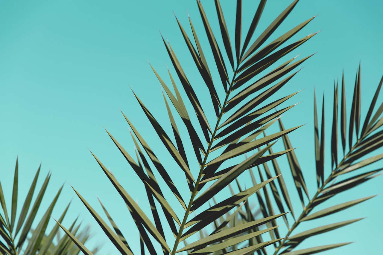 Aesthetic Palm Leaves For Palm Sunday Background