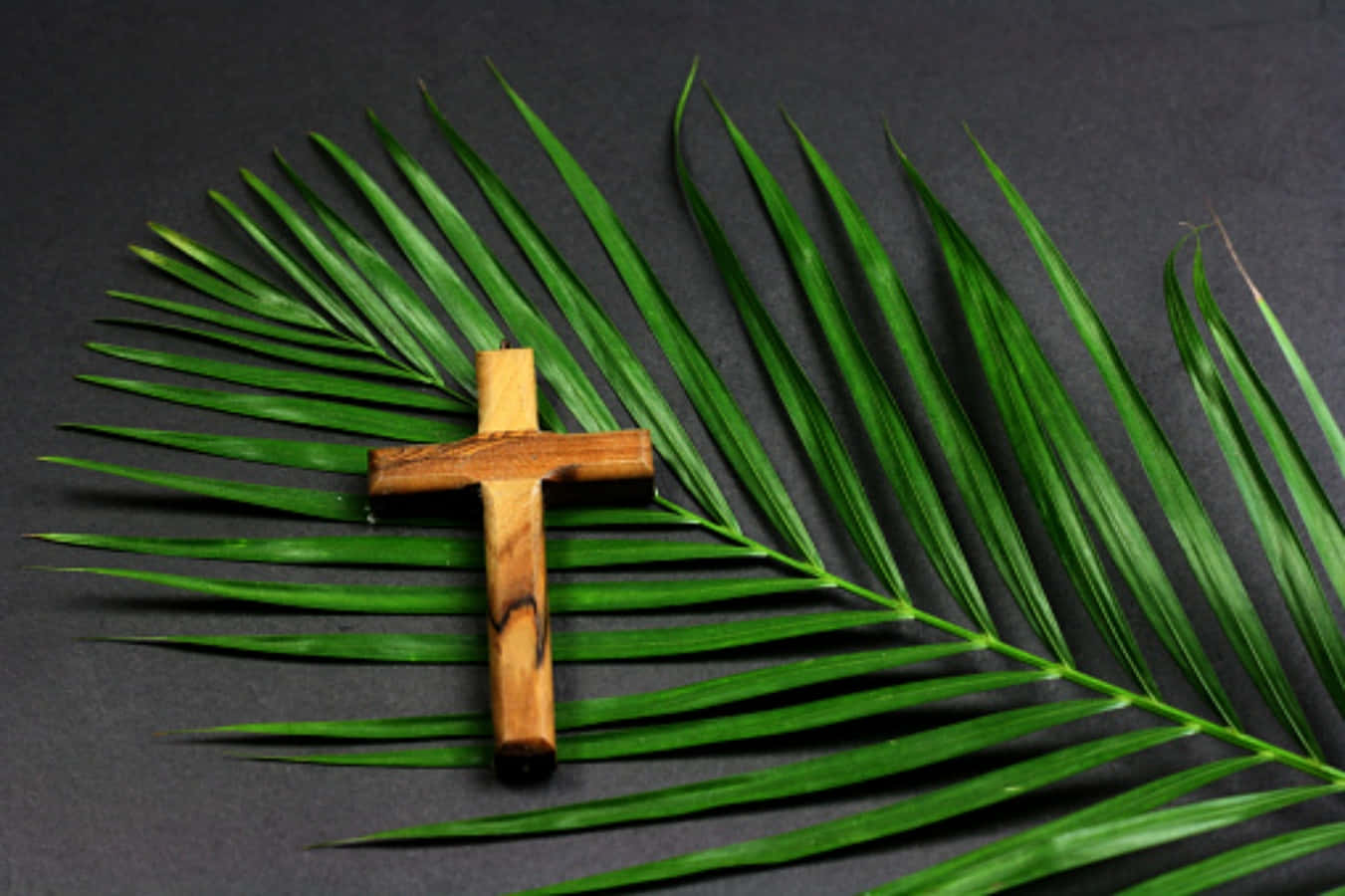 Calm Palm Sunday Picture