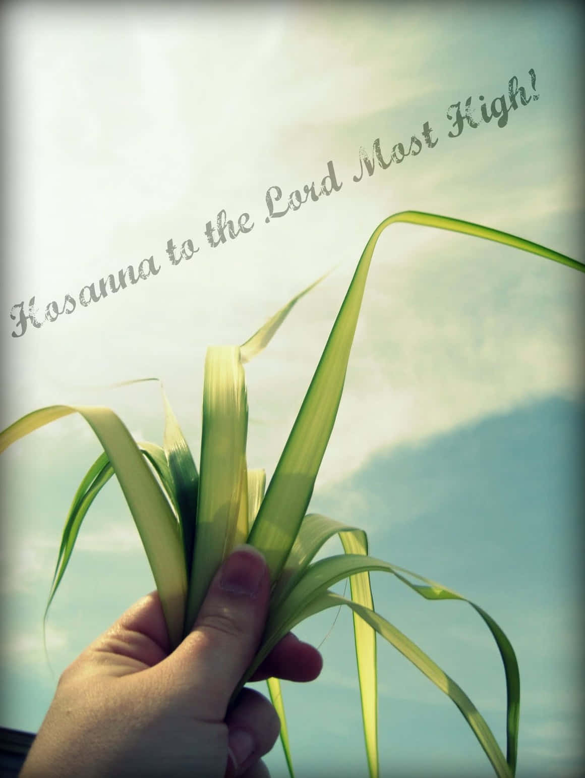 Freedom Palm Sunday Picture