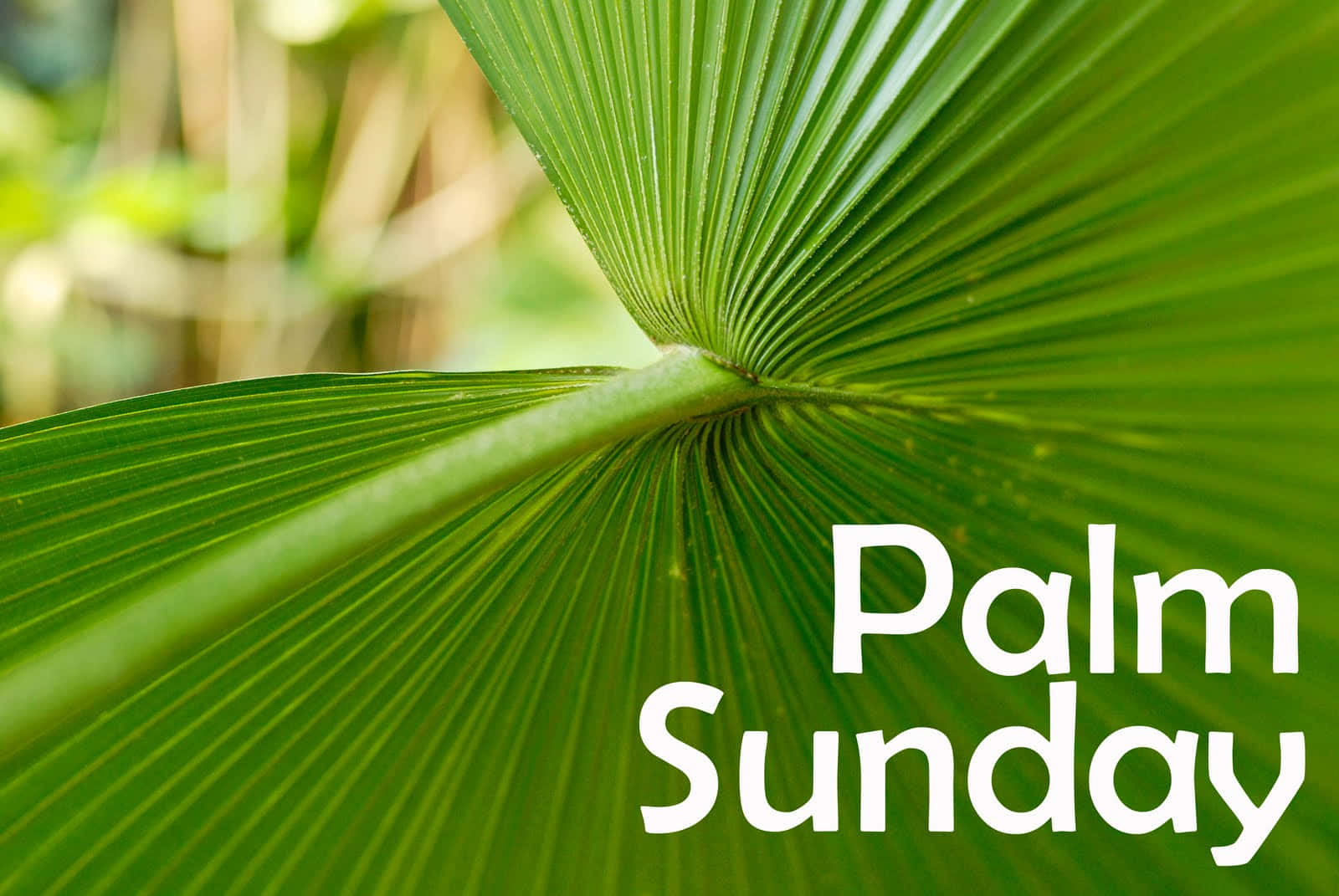 Sparkle Palm Sunday Picture