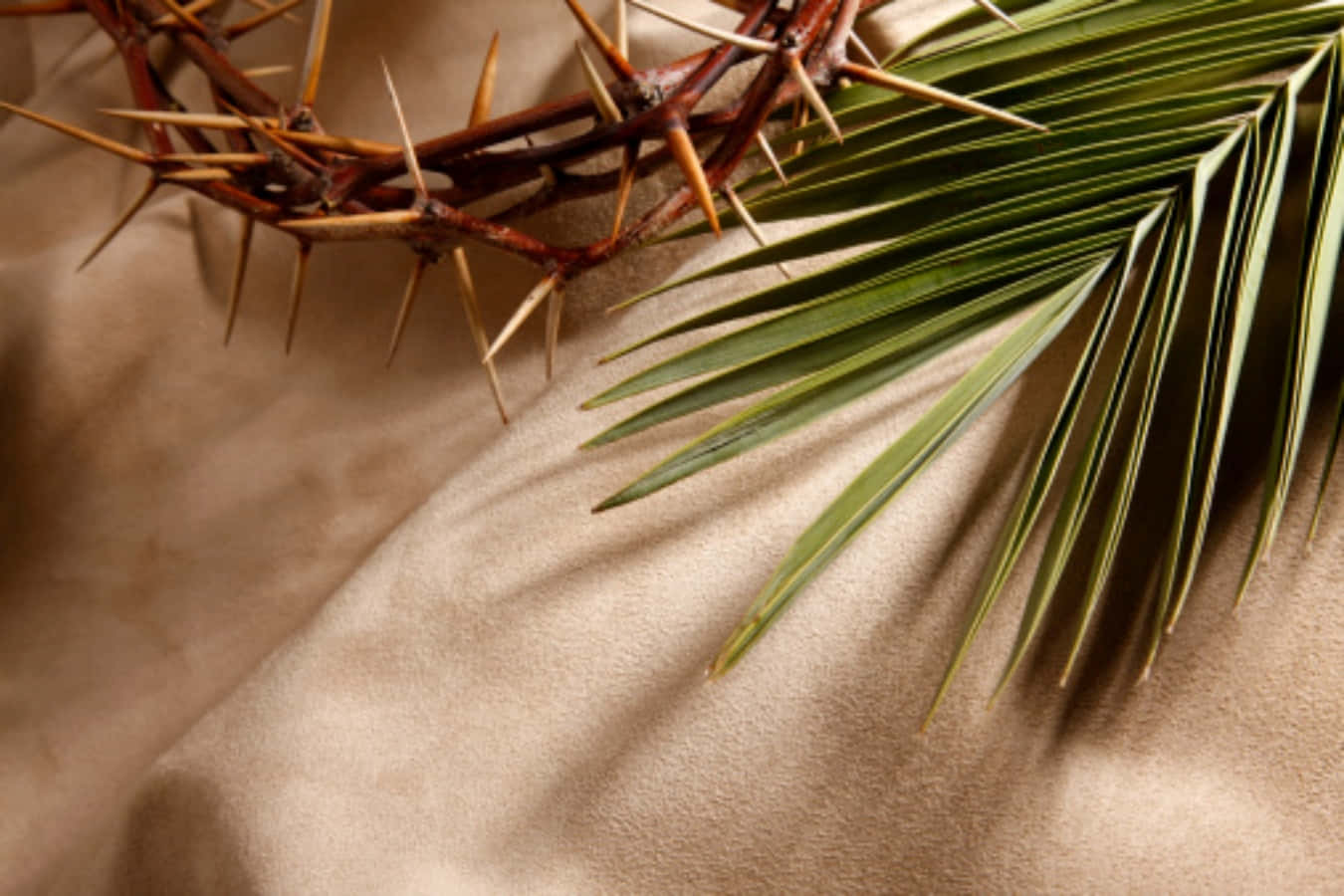 Essential Palm Sunday Picture