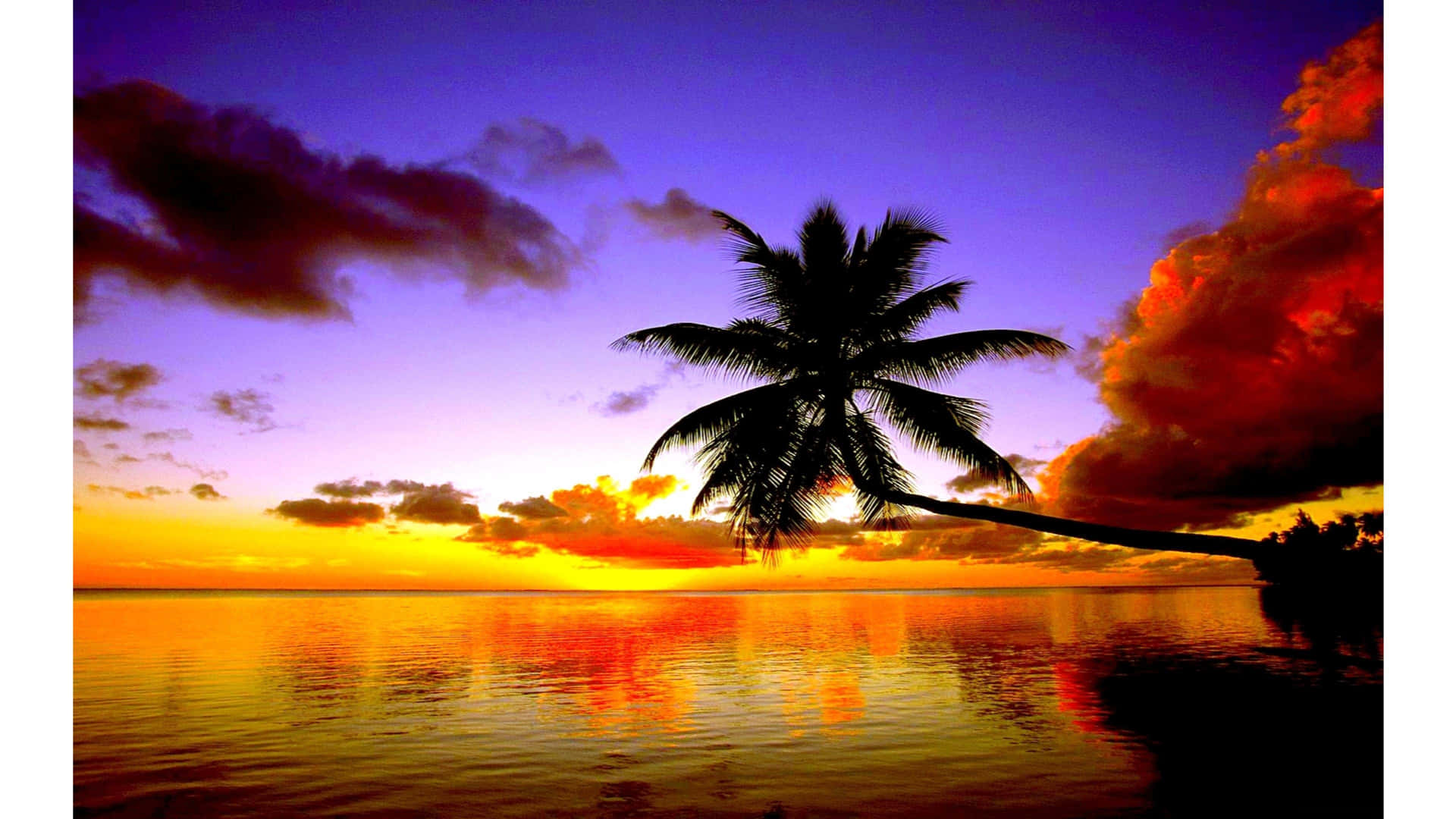 Genießeden Atemberaubenden Ausblick Auf Das Paradies Mit Einer Palme