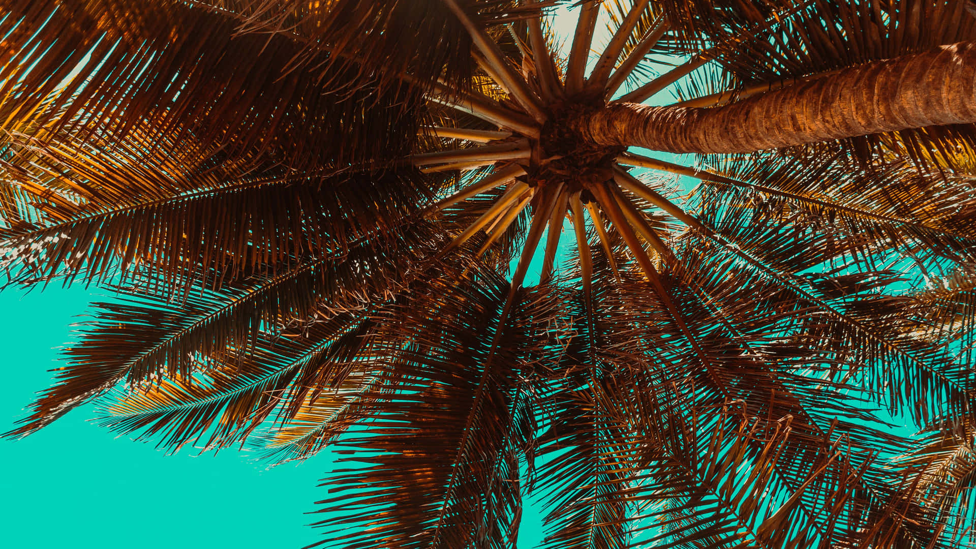 Palmenmeersonnenverwöhnter Horizont