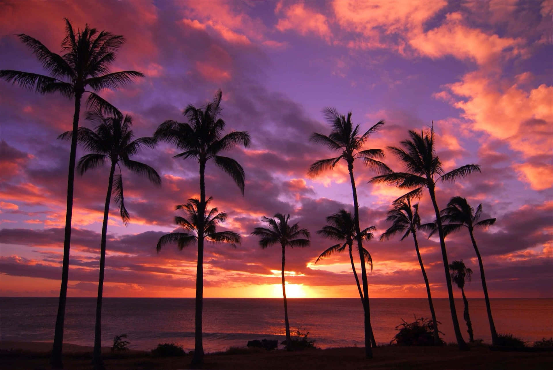 Solnedgangpå En Smuk Strand Med En Palme.