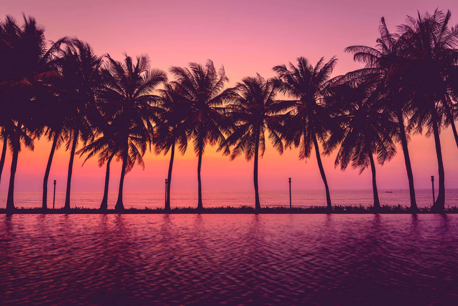 A tranquil palm tree beach