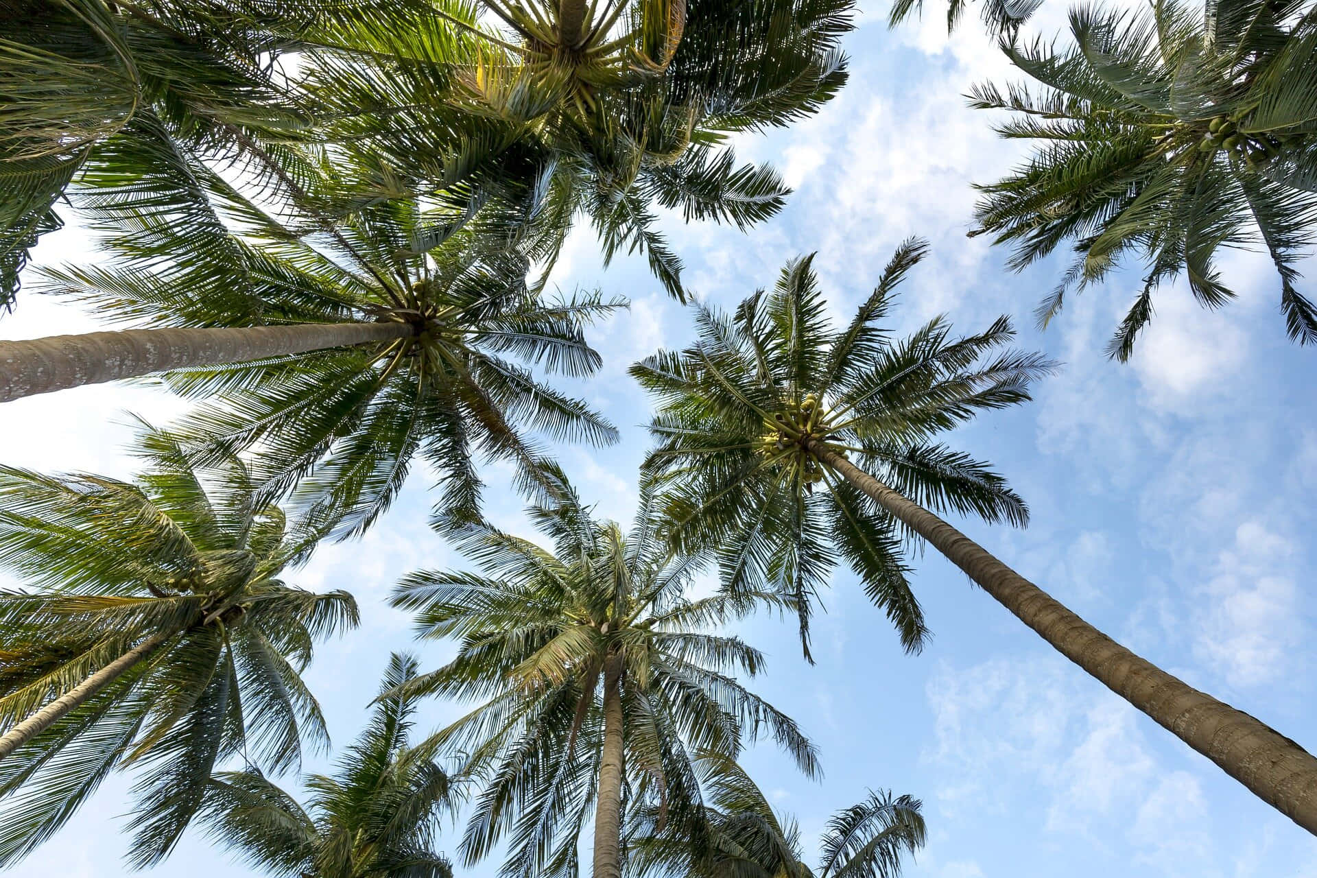 Einemalerische Strandlandschaft Mit Üppigen Grünen Palmen