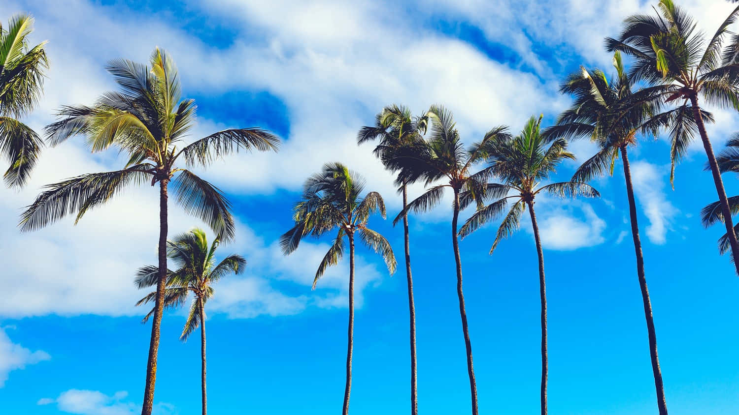 Enbild Av Paradiset - En Palmmatta I Den Mjuka Morgonsolen