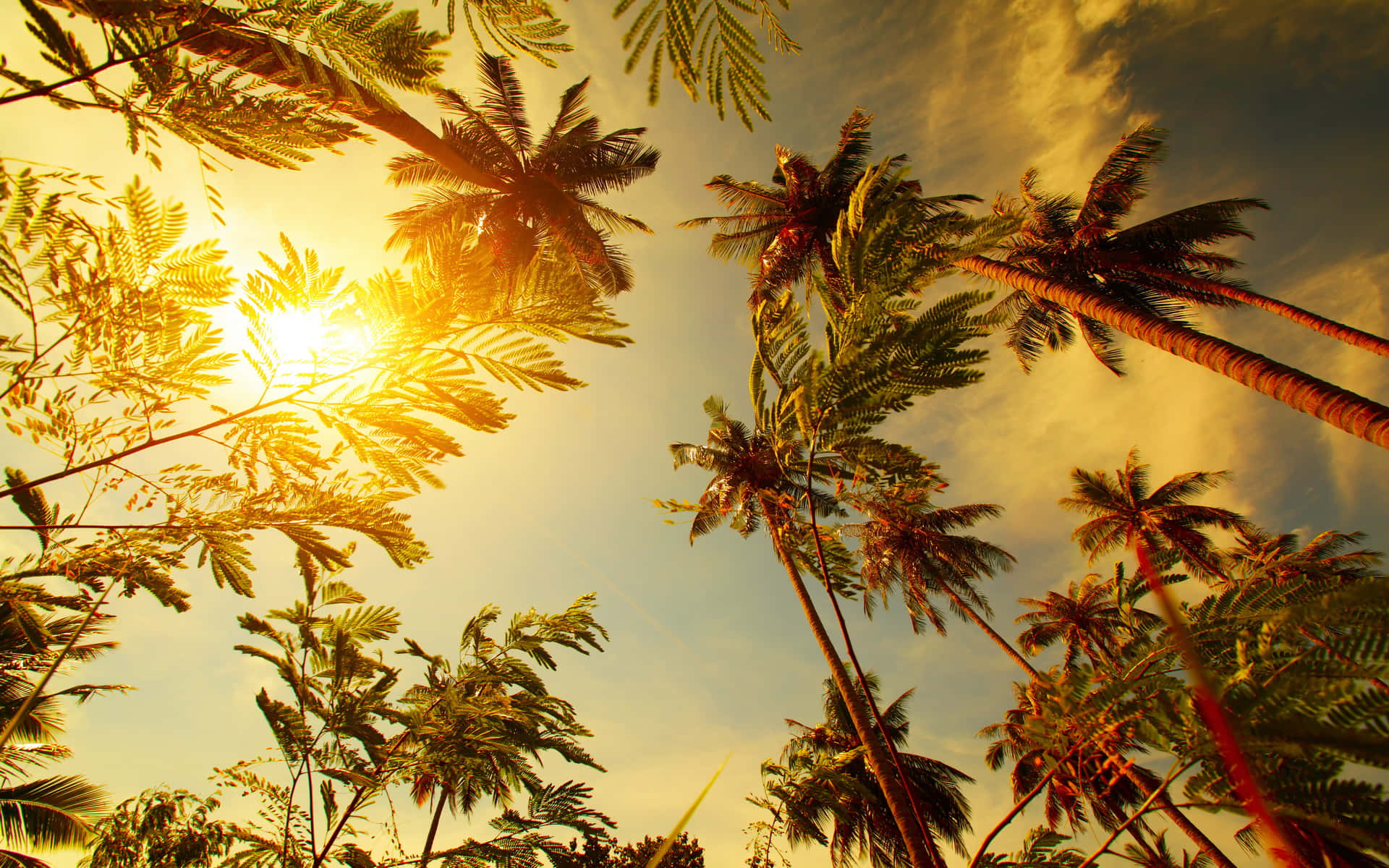 Palmenbäumebei Sonnenuntergang - Ein Moment Der Besinnung