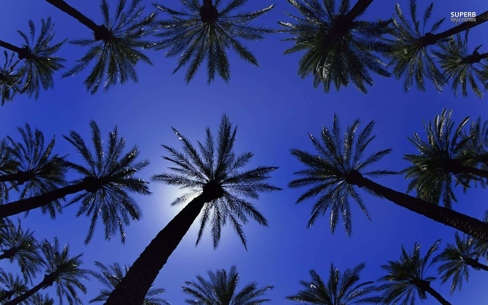 "A peaceful view of a beautiful palm tree against a clear sky."