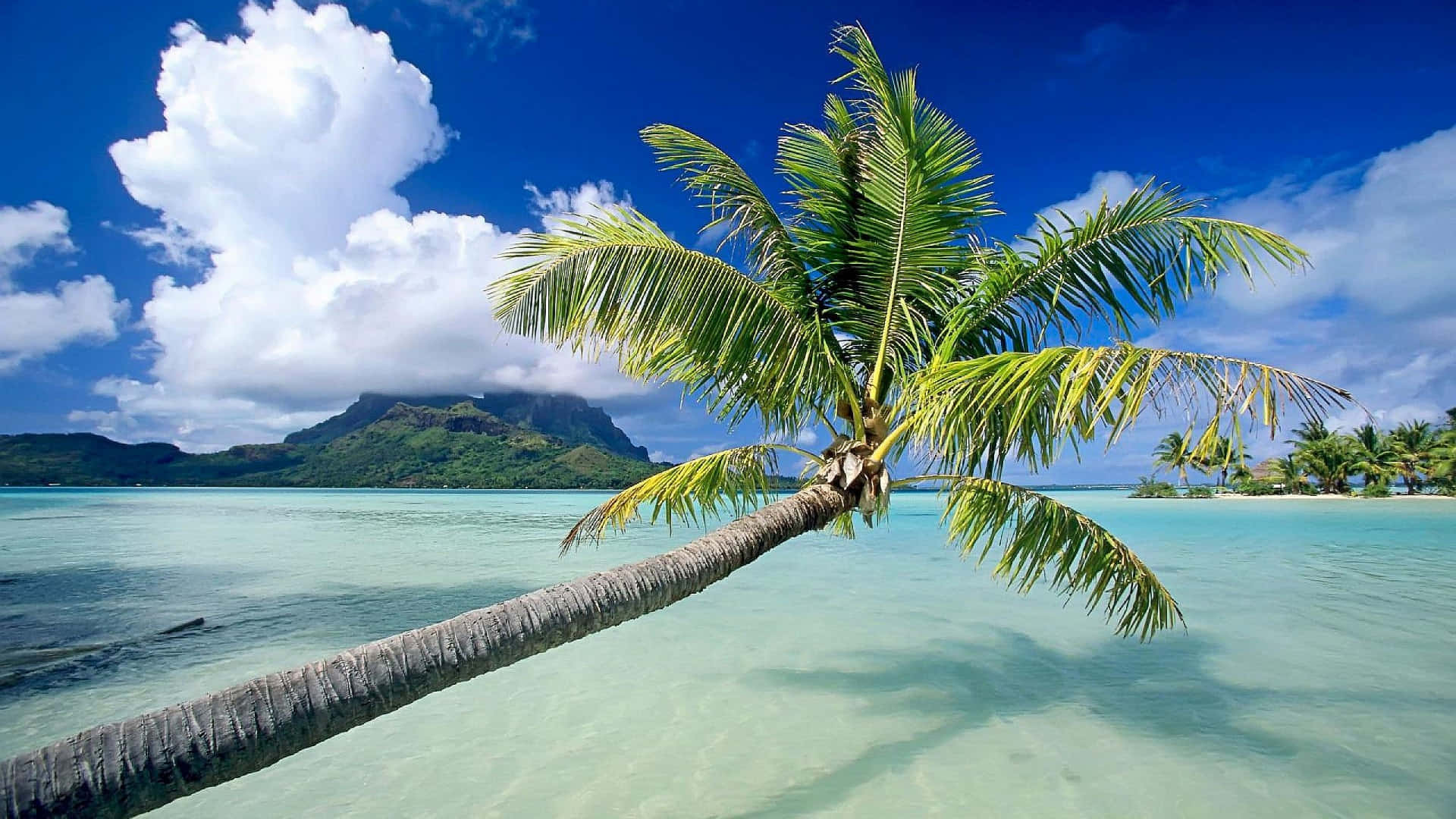 A Palm Tree Is Leaning Over The Water