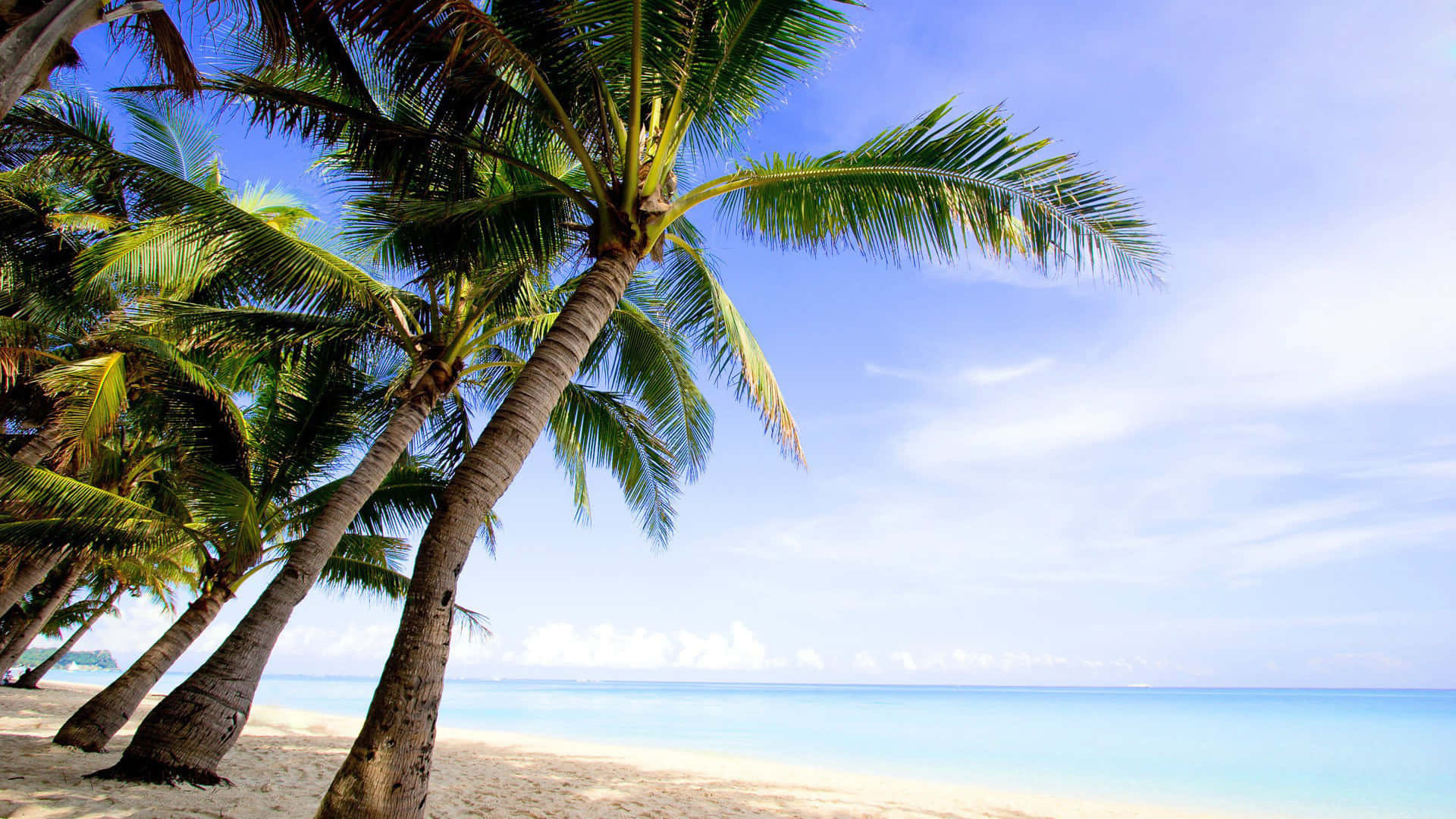 A view of a wondrous paradise, with a tall palm tree in the backdrop