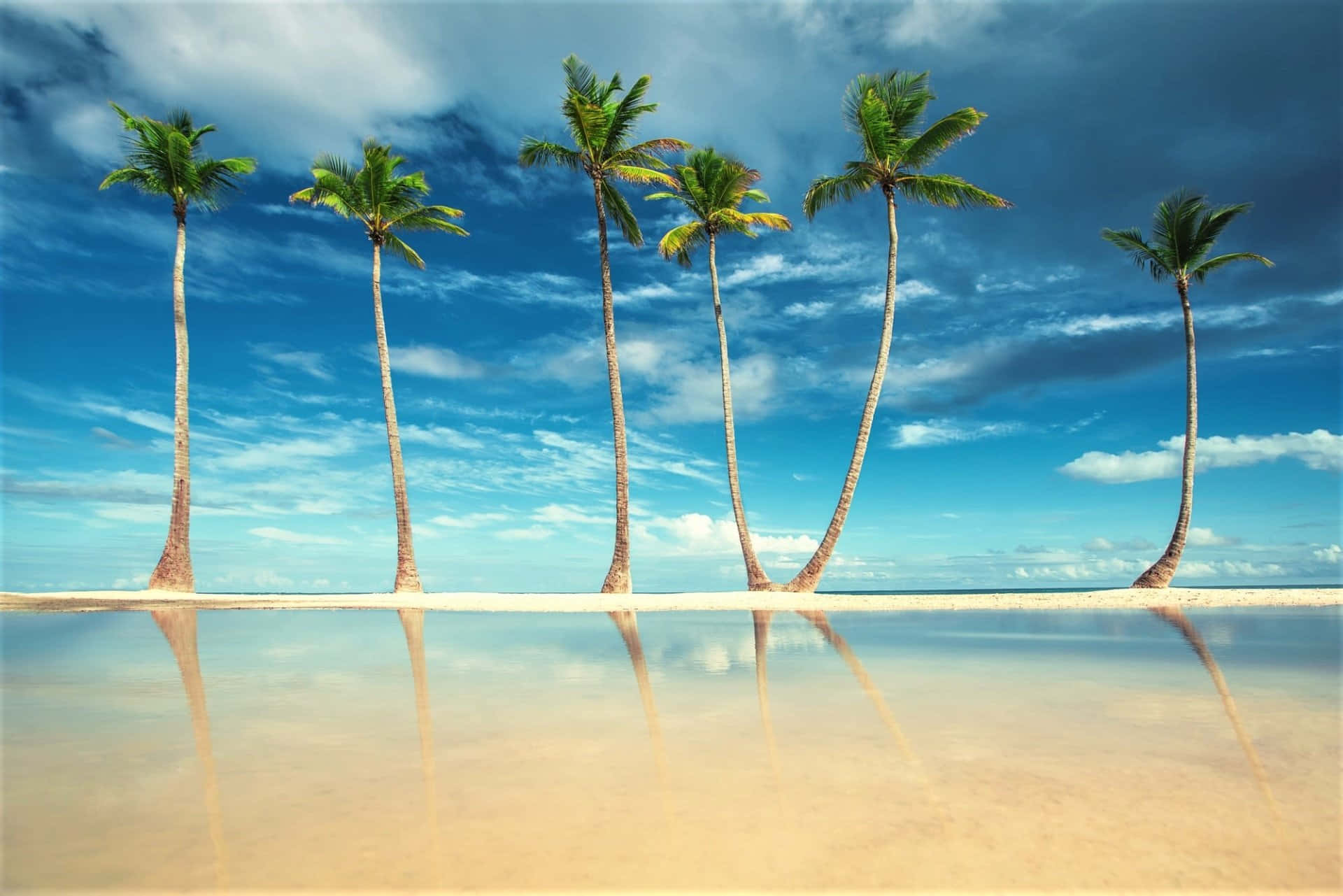 Njutav Bilderna På Vackra Palmträd På Soliga Stränder