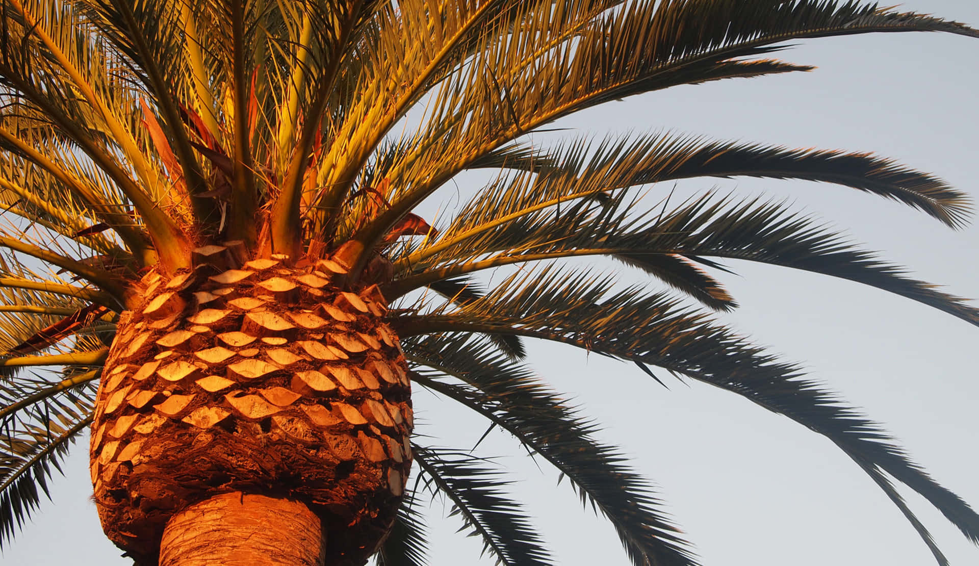 Palmetræomridset Mod En Smuk Solopgang.