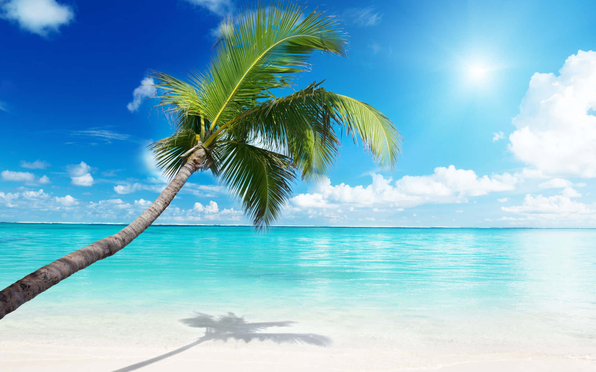 Paradise Awaits at Palm Tree Beach Wallpaper