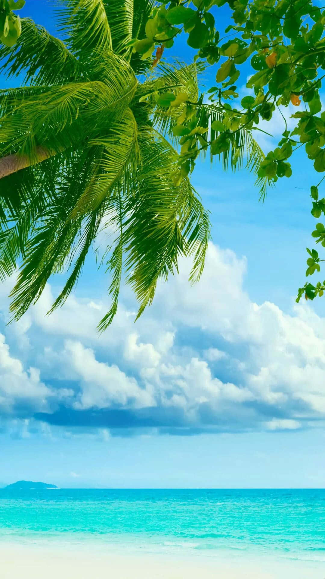 Enjoying a calm day at the beach with an oceanfront view of palm trees. Wallpaper