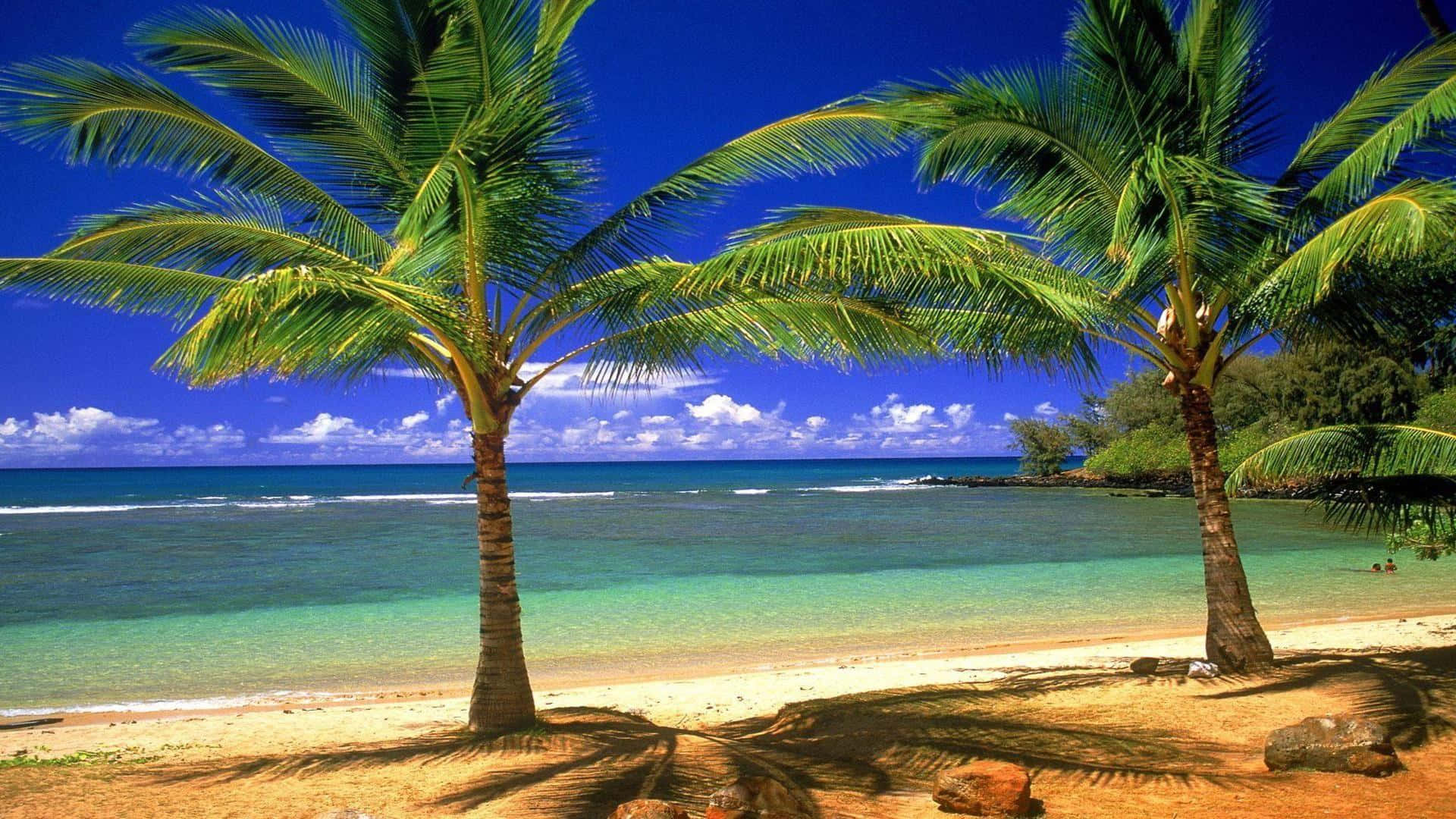 Take a break from reality and relax at Palm Tree Beach Wallpaper