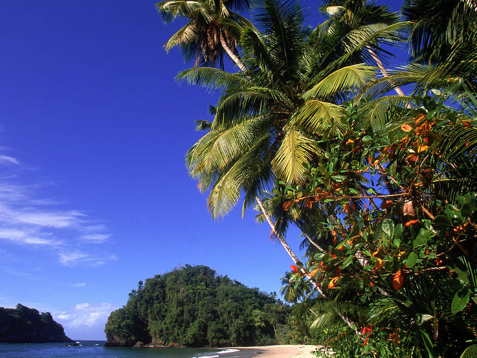Palm Tree Beach Desktop Wallpaper