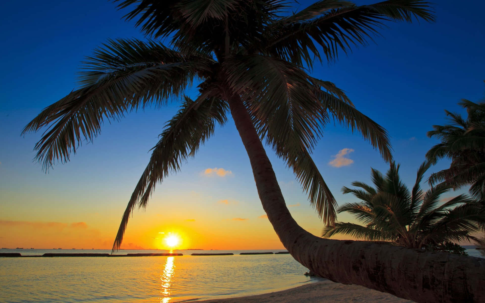 Sit back and relax with a beautiful view of Palm Tree Beach Wallpaper
