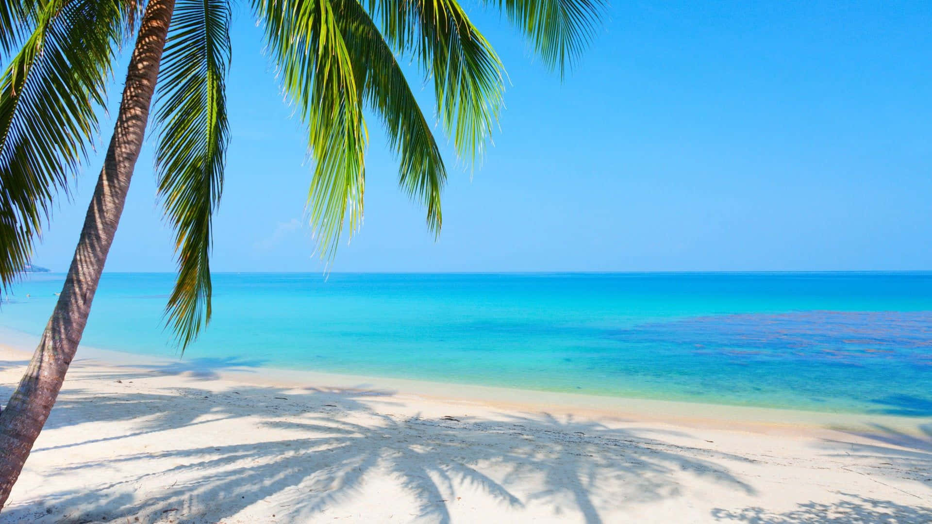 En strand med palmer og blåt vand Wallpaper