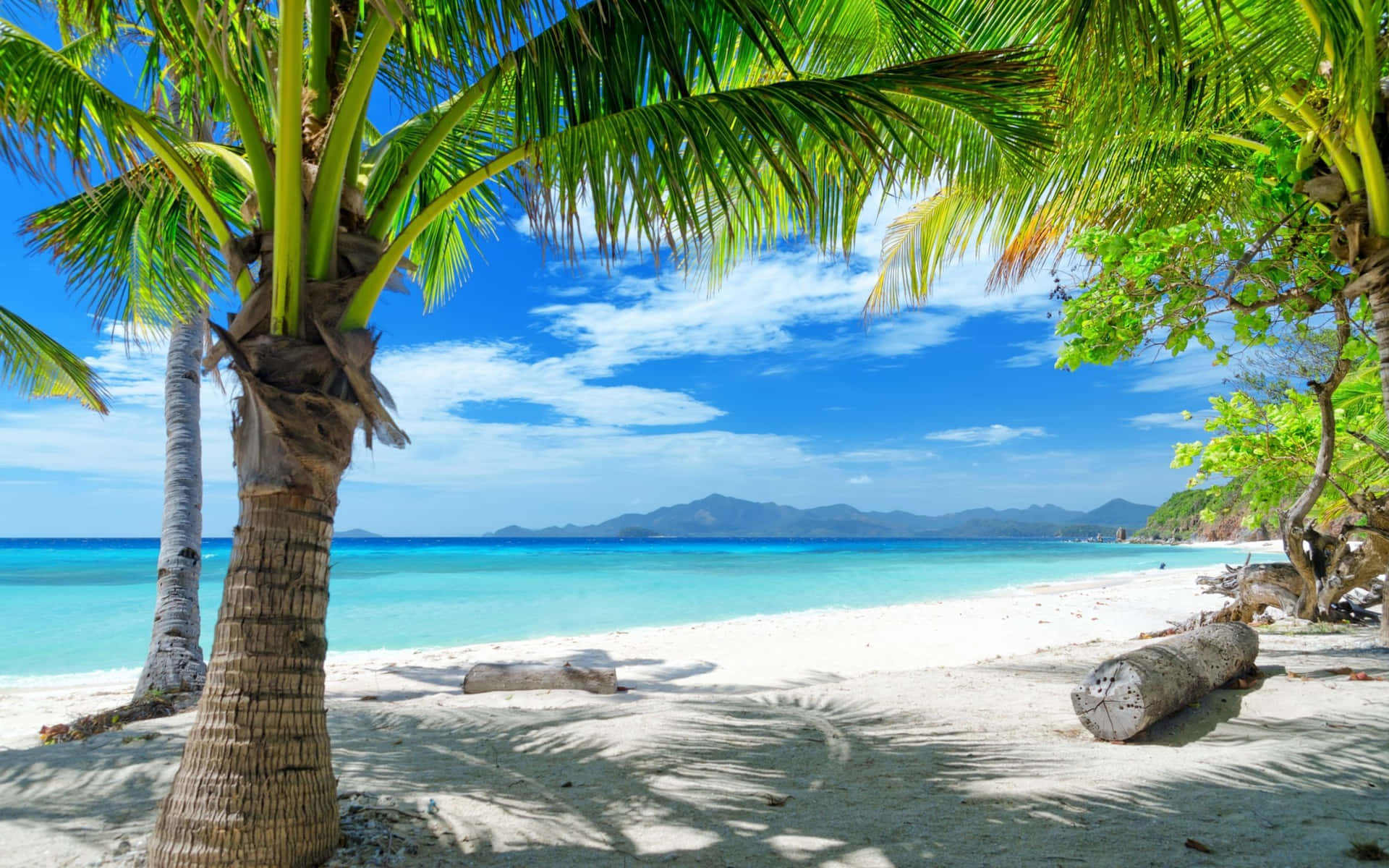 Relaxation awaits at this beautiful Palm Tree Beach Wallpaper