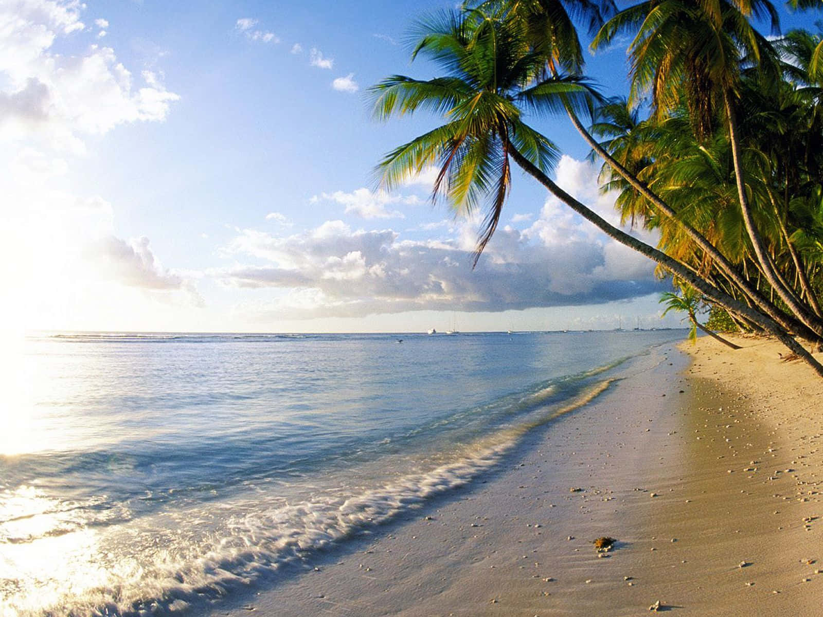 Et luftfoto af en smuk sandstrand, der er omkranset af svajende palmer. Wallpaper