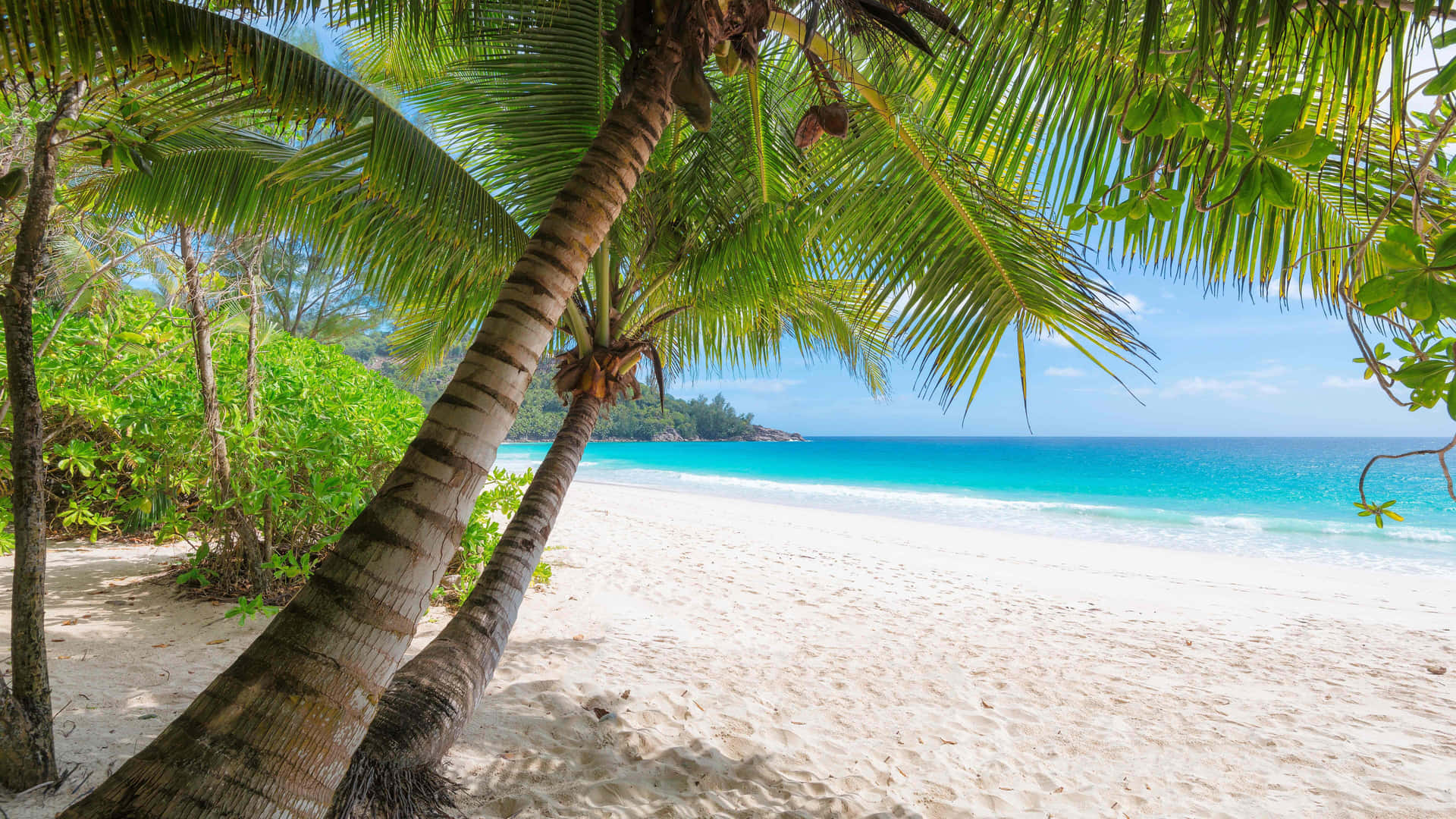 Enjoy paradise at Palm Tree Beach Wallpaper