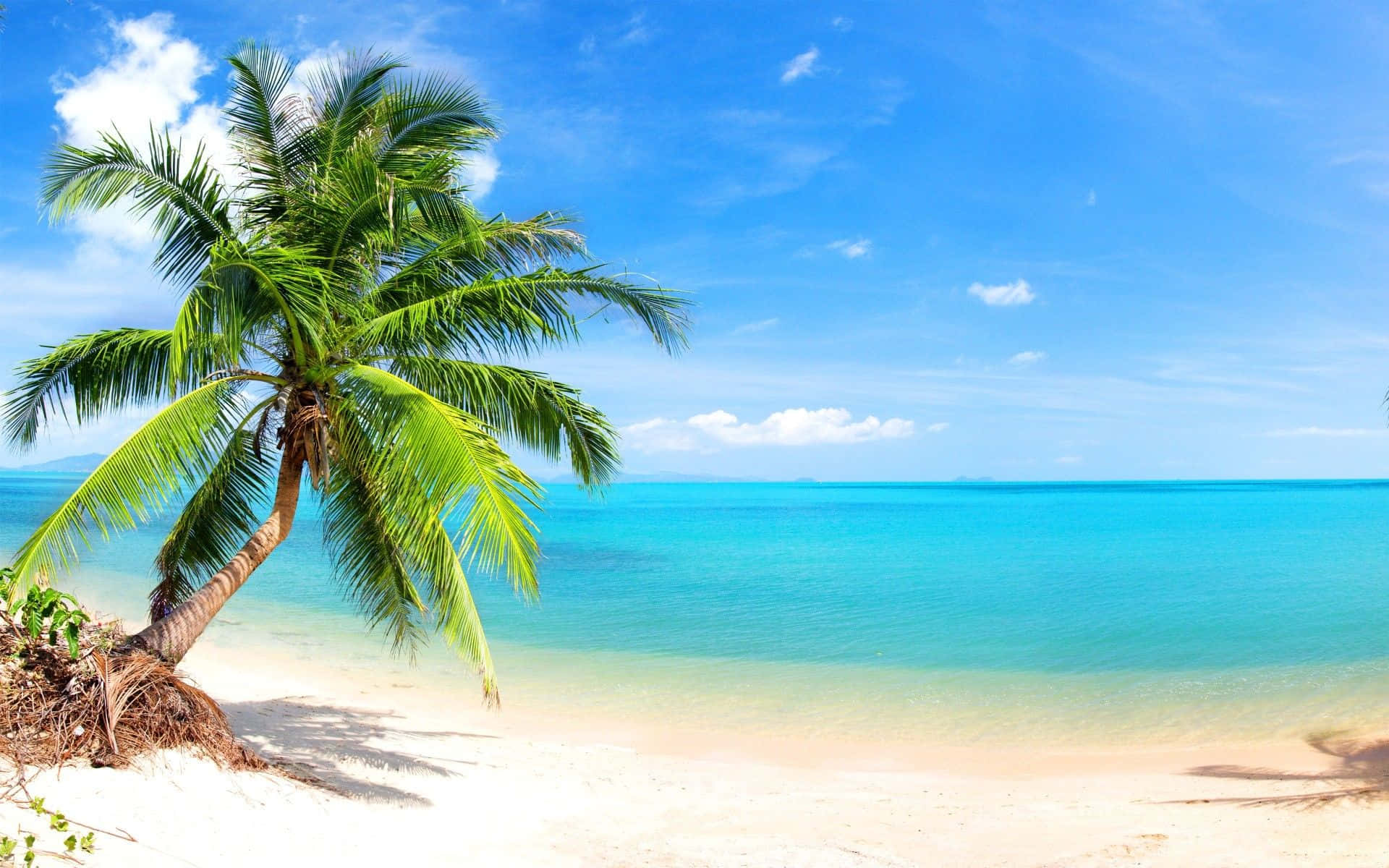Enjoy the beautiful view of a palm-tree beach Wallpaper