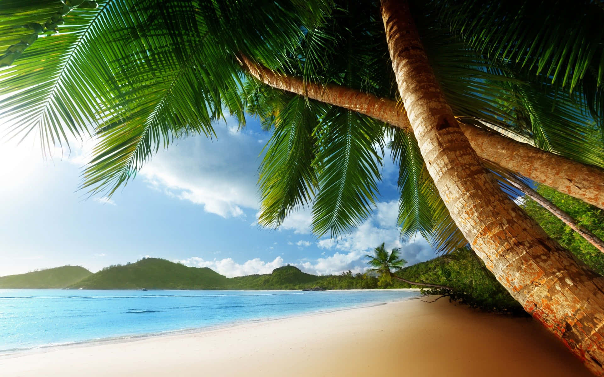 Take some time to relax and enjoy the breathtaking view of a white sand beach with towering palm trees. Wallpaper