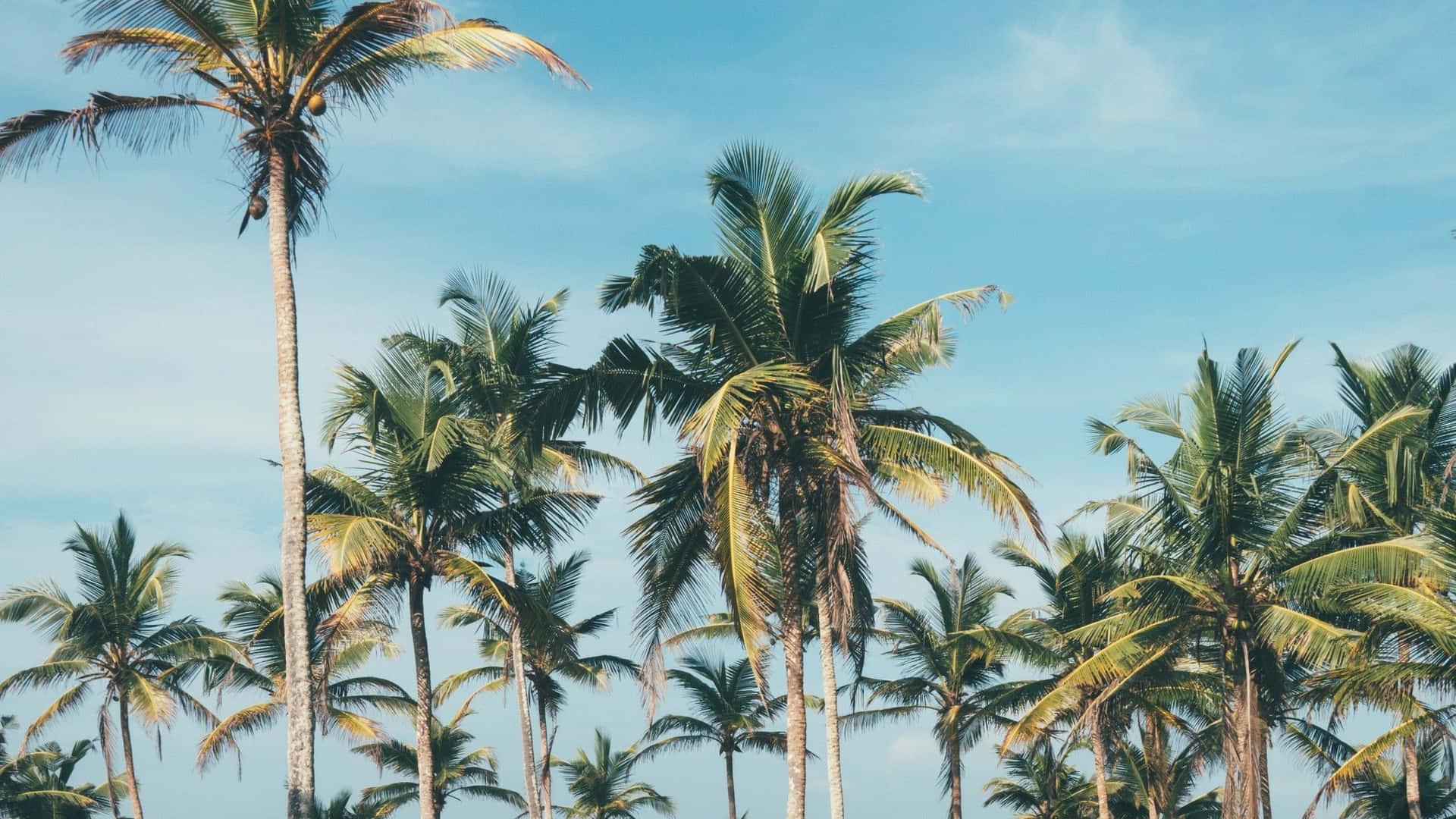 Enjoy the beautiful sight of a tropical palm tree on your desktop wallpaper Wallpaper
