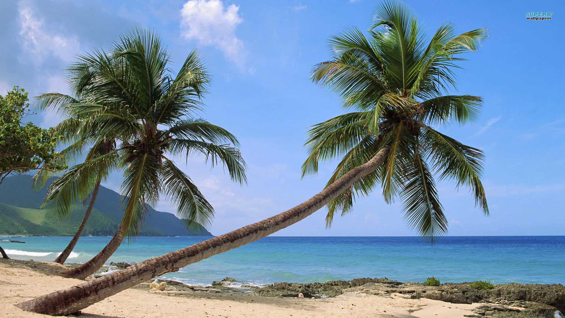 A tropical palm tree overlooking a serene beach Wallpaper