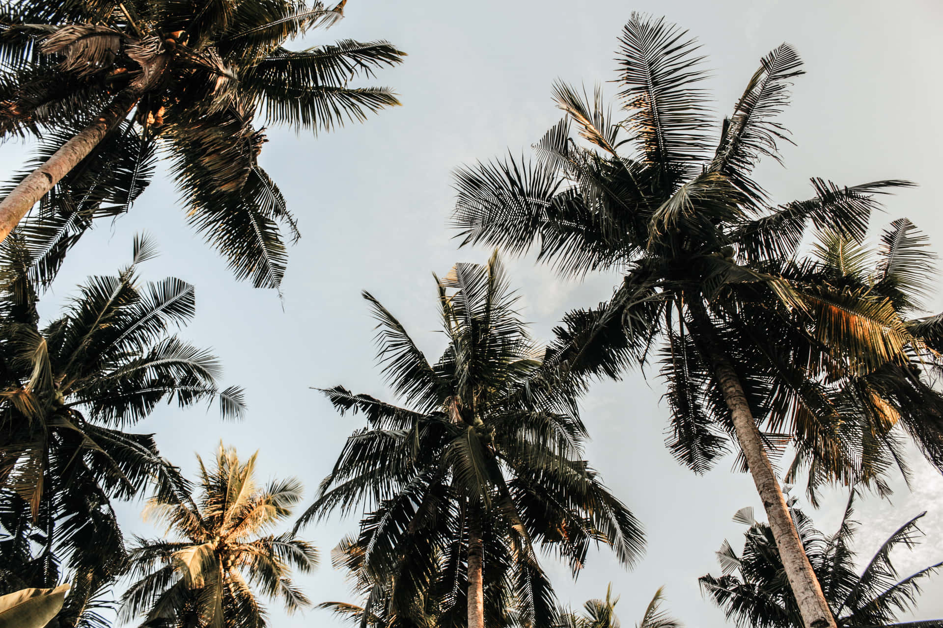 Enjoy the peace and beauty of palm trees on your desktop. Wallpaper