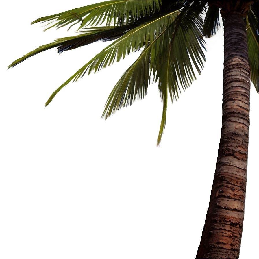 Palm Tree Drawing Png Qlo37 PNG