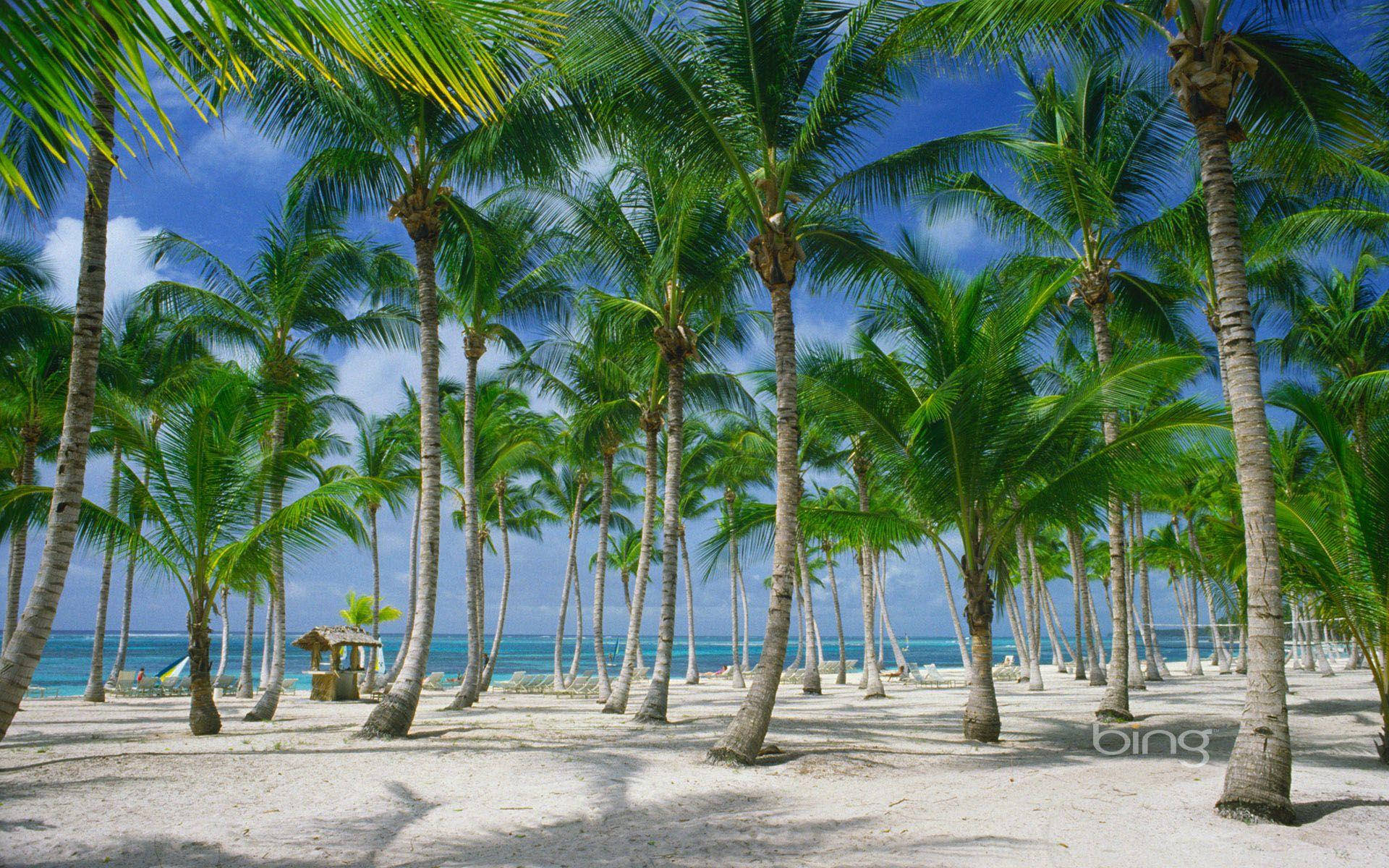 Palm Tree Forest Dominican Republic Wallpaper