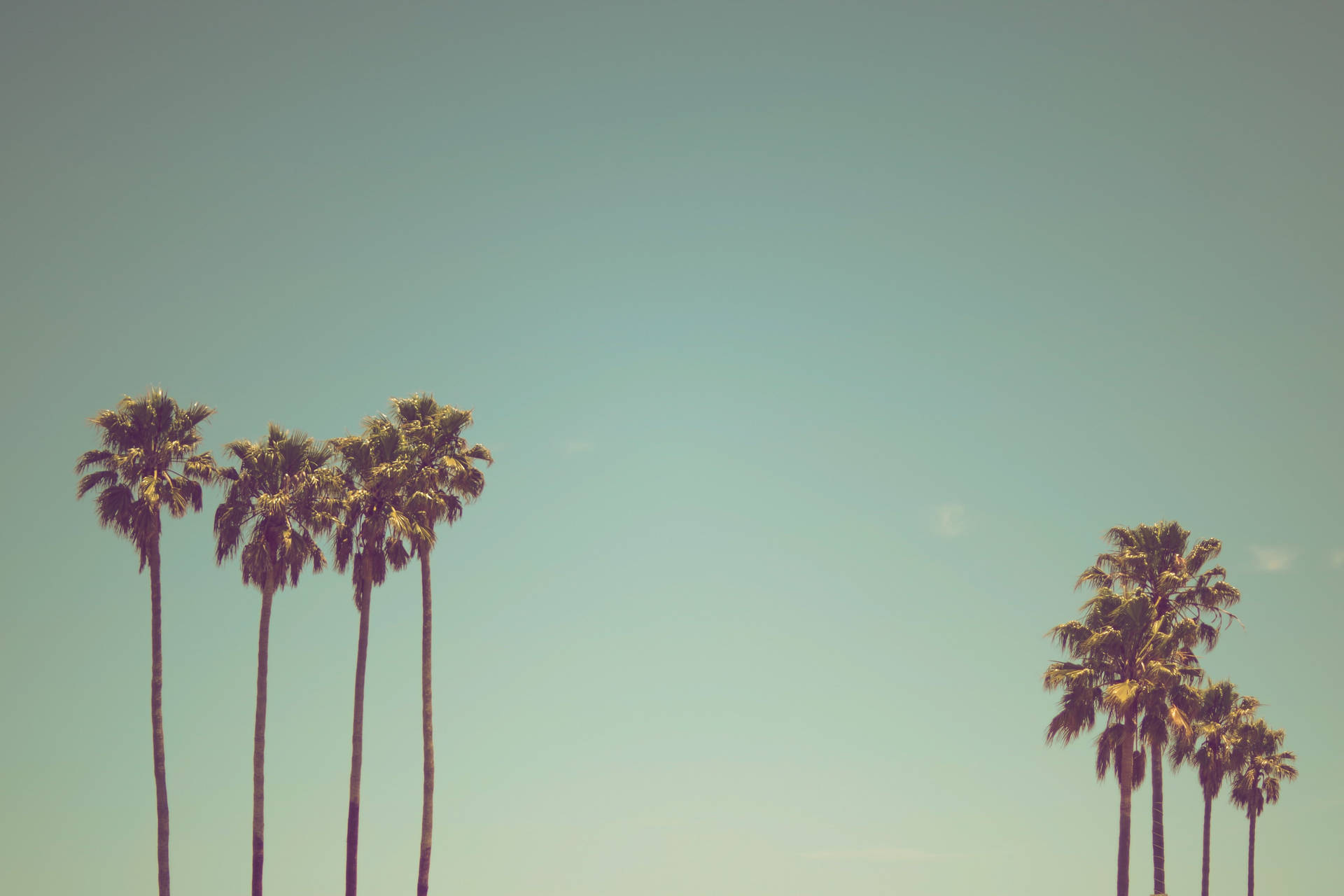 palm trees vintage wallpapers
