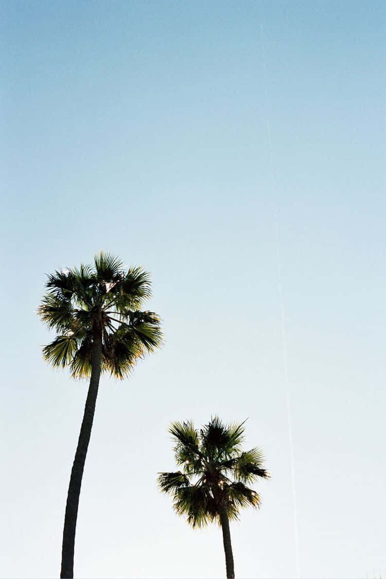 Nyd udsigten til frodige palmer med din iPhone baggrund. Wallpaper