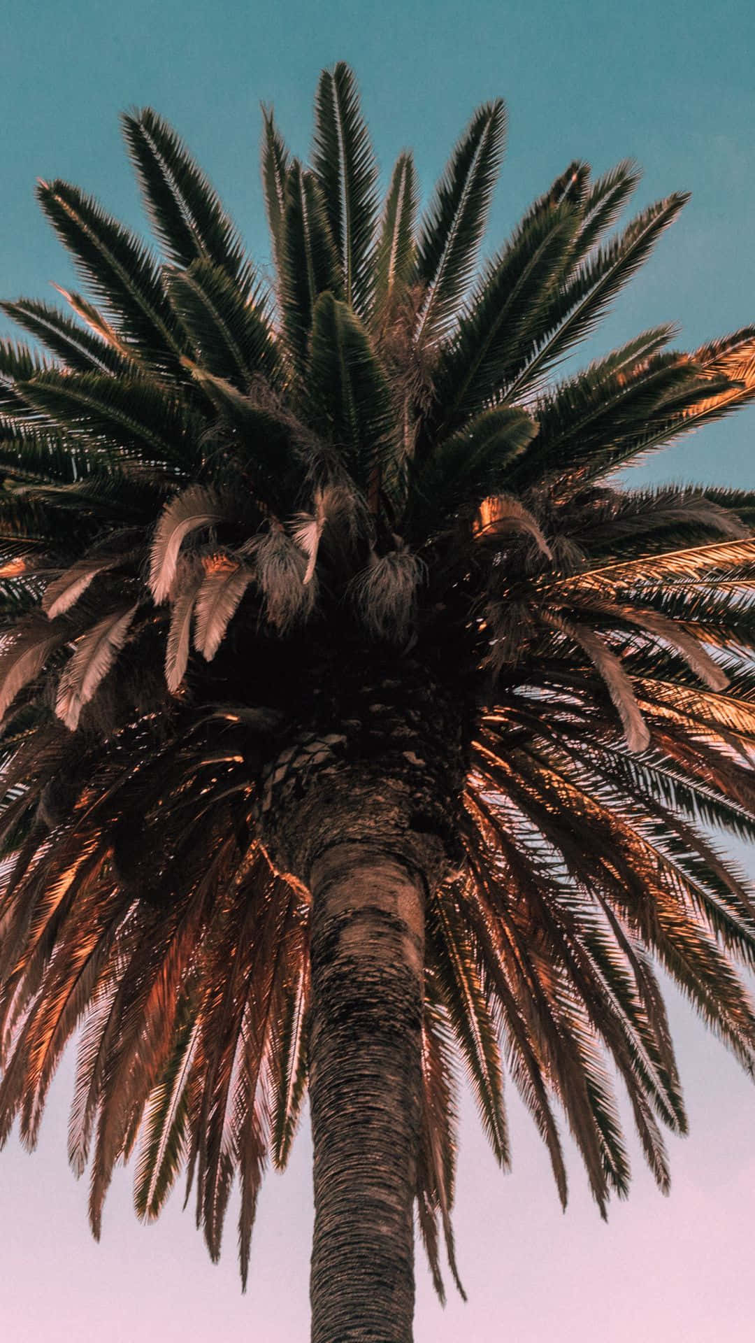 Njutav En Strandutsikt Samtidigt Som Du Håller Dig Uppkopplad Med Din Palm Tree Iphone. Wallpaper