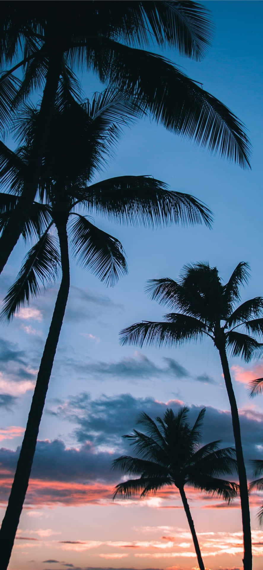 Palm Tree Iphone Background