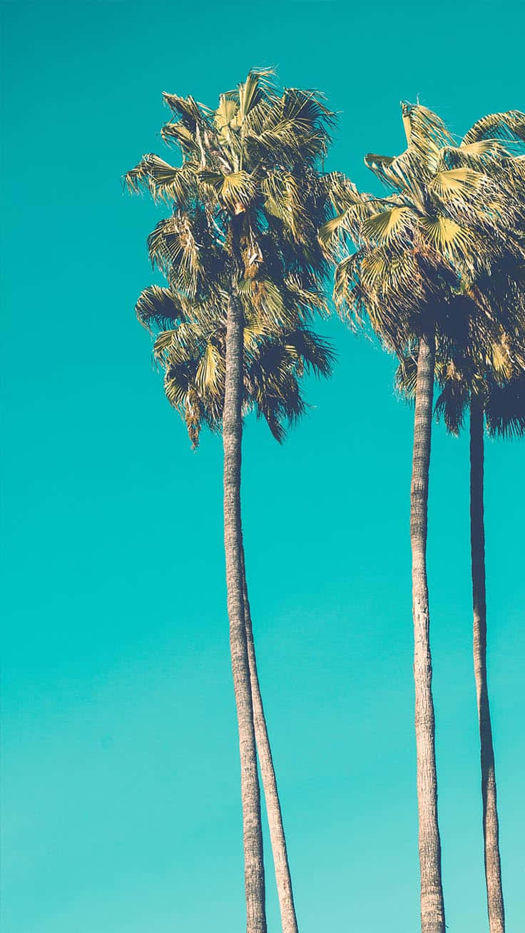 Vintage Santa Monica Beach Palm Tree Iphone Wallpaper